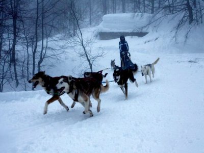 Corno Fun Sleddog