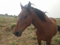 One of our horses grazing 