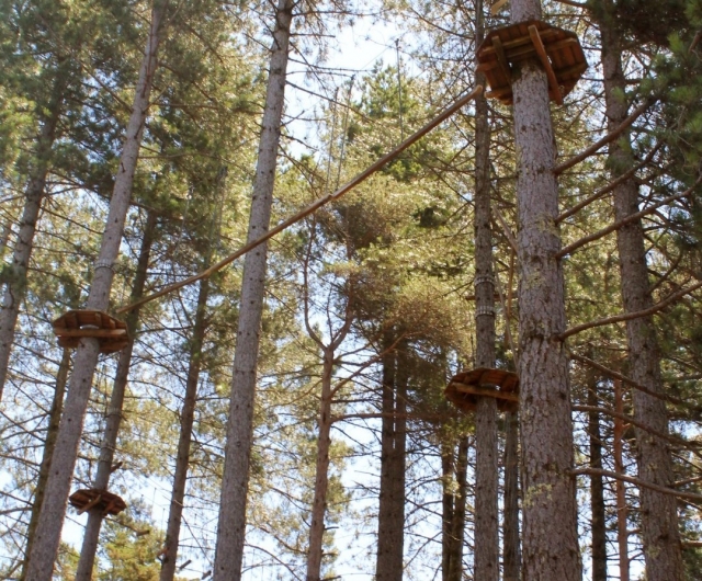 Circuito di arrampicata sugli alberi su corde 