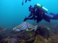  las maravillas que solo se encuentran en el fondo del mar 