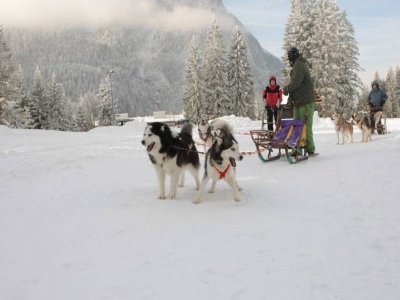 Snow Dogs