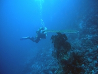 On the seabed 