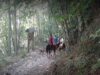 Draußen im Wald 