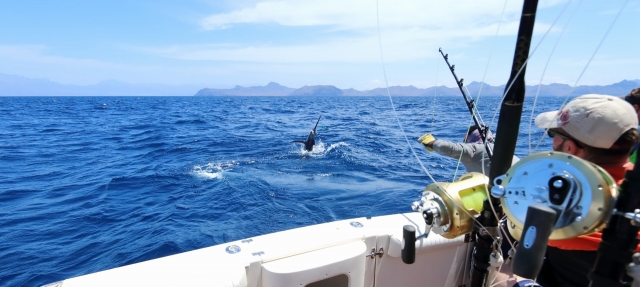 Battuta di pesca alle Bocche di Bonifacio 3h45