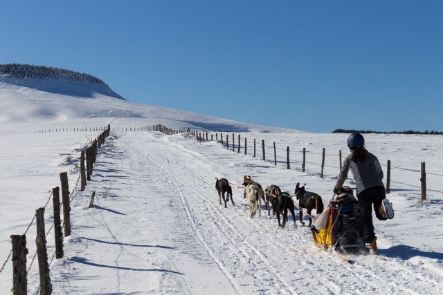 Visita Mushing alla Châine des Puys - 1h30 - Adulti