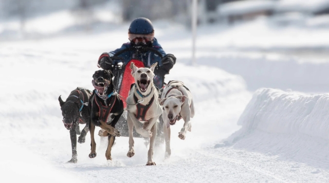 Visita Mushing alla Châine des Puys - 1h30 - Adulti