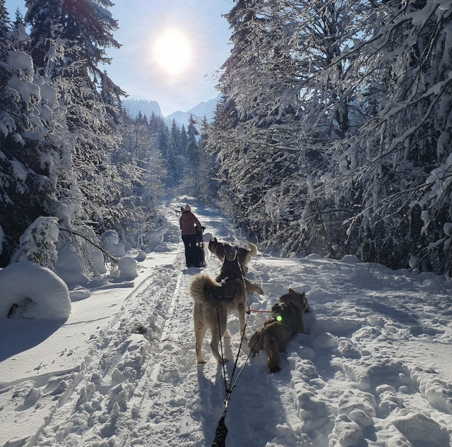 Introduzione al mushing al Massif du Roc d'Enfer - 1h30