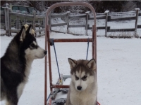 der kleine husky-welpe 