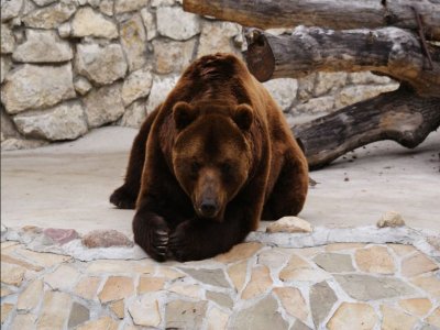Bio Parco Faunistico D'Abruzzo Zoo