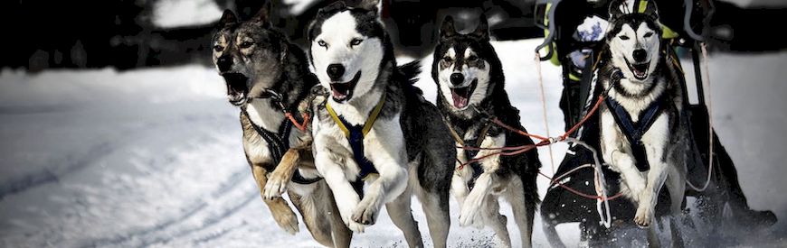 Offres de Mushing Cortina d'Ampezzo