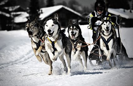 Sleddog a Italia