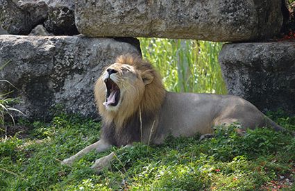 Zoo a Italia