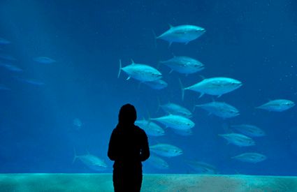 Aquarium a Italia