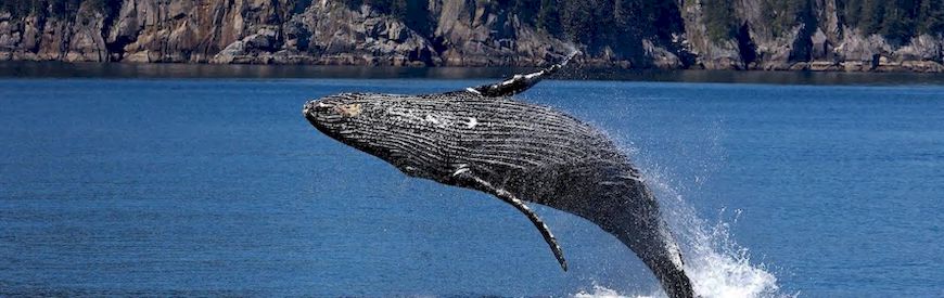 Offers of Whale Watching Sassari