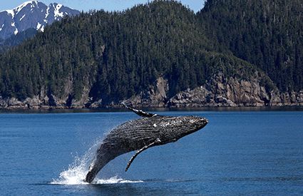 Whale Watching a Italia
