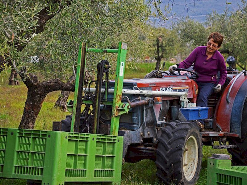Come si produce il vino? Come si produce il vino?